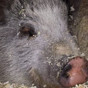 Meet your Posher, Isabelle